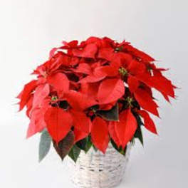 Red poinsettia plant in a white woven basket