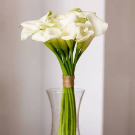Sophisticated Callas (BB)