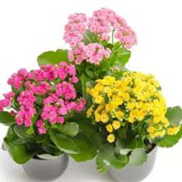 Kalanchoe