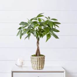 Potted money tree plant in a woven basket on a table