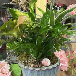 Mixed green houseplants in a blue ceramic pot with shells and pebbles