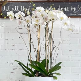 White orchid arrangement in a white pot