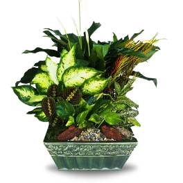 Dish Garden Ceramic Planter XL (BB)