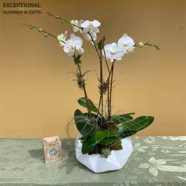 Orchid Trio (BB)