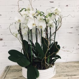 White orchids in a white ceramic pot