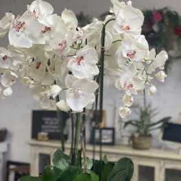 Silk Orchids