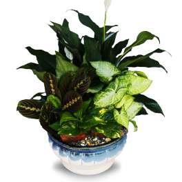 Dish Garden Ceramic Planter LG1 (BB)