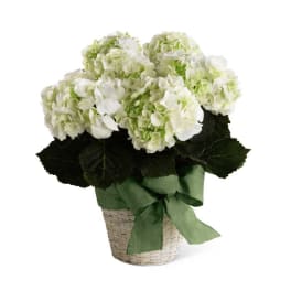 The FTD White Hydrangea Planter