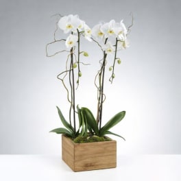White orchids in a square wooden planter with moss