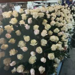 Large display of cream and pale pink roses in a shop setting