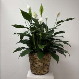 White peace lilies in a woven basket planter