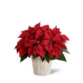 Red poinsettia plant in a woven basket