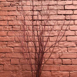 Bundle of bare decorative branches tied with a ribbon