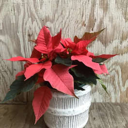 Potted poinsettia with red bracts in a white ceramic planter