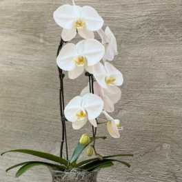White orchid arrangement in a glass vase