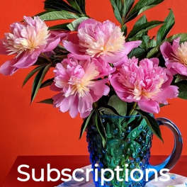 Pink flowers in a blue glass pitcher against a red background