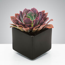 Purple succulent in a black square pot