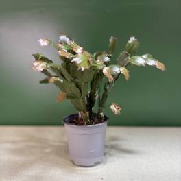 Small potted Christmas cactus in a plastic nursery pot