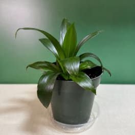 Small green potted plant in a dark plastic pot on a saucer
