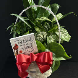 Basket of green houseplants with a sympathy card and red ribbon