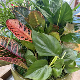 Dish Garden- Large