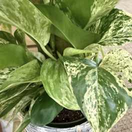 6" Pothos with Totem