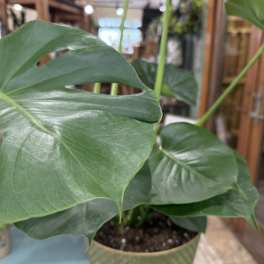 Swiss Cheese Plant