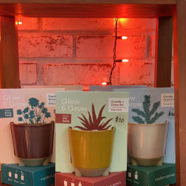 Three candle and grow kits in ceramic pots on a wooden shelf