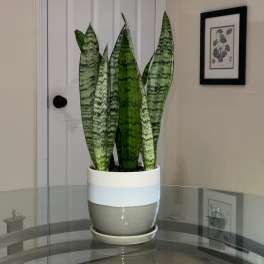 Potted snake plant with tall striped leaves in a ceramic planter