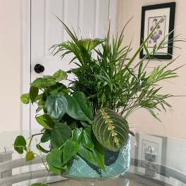 Mixed green houseplants in a glass bowl planter on a table