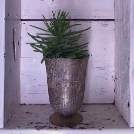 Potted succulent in a textured metal planter