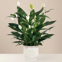 Comfort Planter by FTD