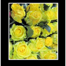Yellow Long Stem Roses Wrapped Bouquet