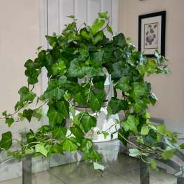 Potted ivy plant with trailing vines in a white container