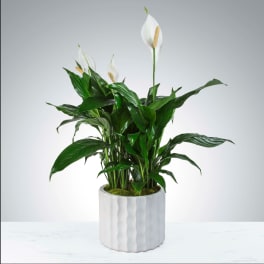 Potted peace lily with white blooms in a white ceramic planter