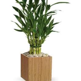 Potted bamboo plant in a square wooden planter with stones