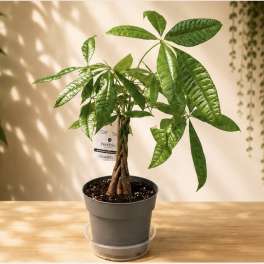 Money Tree