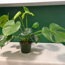 Monstera Deliciosa