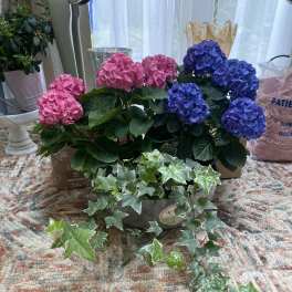 Potted pink and blue hydrangeas with trailing ivy
