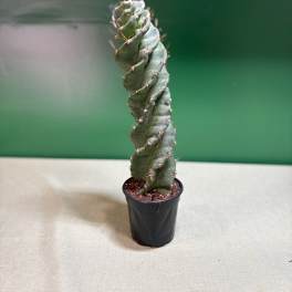 Tall twisted cactus in a small black nursery pot