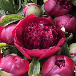Close-up bouquet of deep pink peonies with green leaves