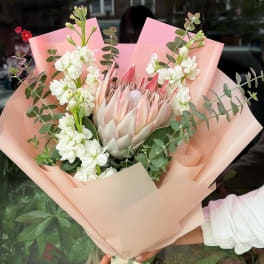 Tropical Queen. The photo shows the standard size.