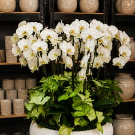 White orchids arranged in a white bowl planter with green foliage