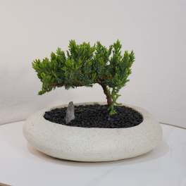 Signature Zen Bonsai by Guy Floral Studio