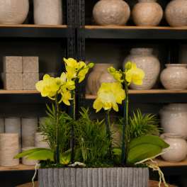 Yellow orchids arranged in a gray rectangular planter