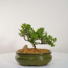 Zen Bonsai