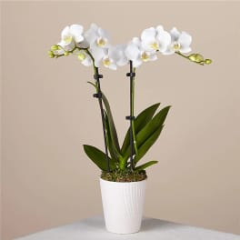 White orchid plant in a white pot with two flowering stems