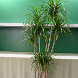 Tall potted dracaena plant with multiple slender trunks