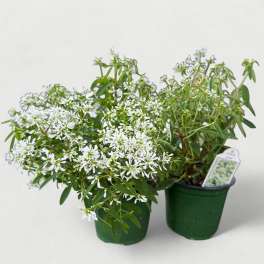 Euphorbia 'Flurry' (4.5” Pot)