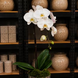 White orchid plant in a silver pot on a wooden table